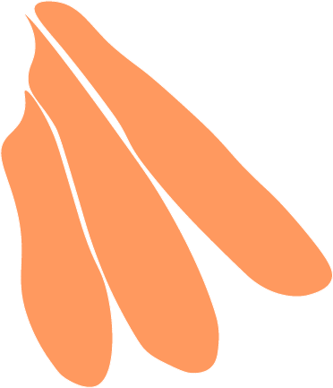 illustration plumes oranges